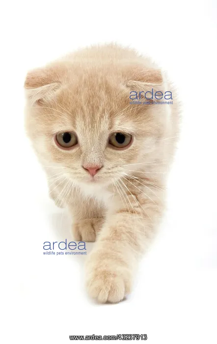 : Cream Scottish Fold Domestic Cat, 2 Months Old Kitten : Cream Scottish Fold Domestic Cat, 2 Months Old Kitten