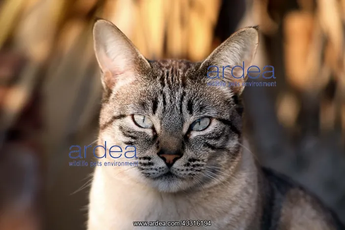 : Cream / silver tabby cat with blue eyes : Cream / silver tabby cat with blue eyes