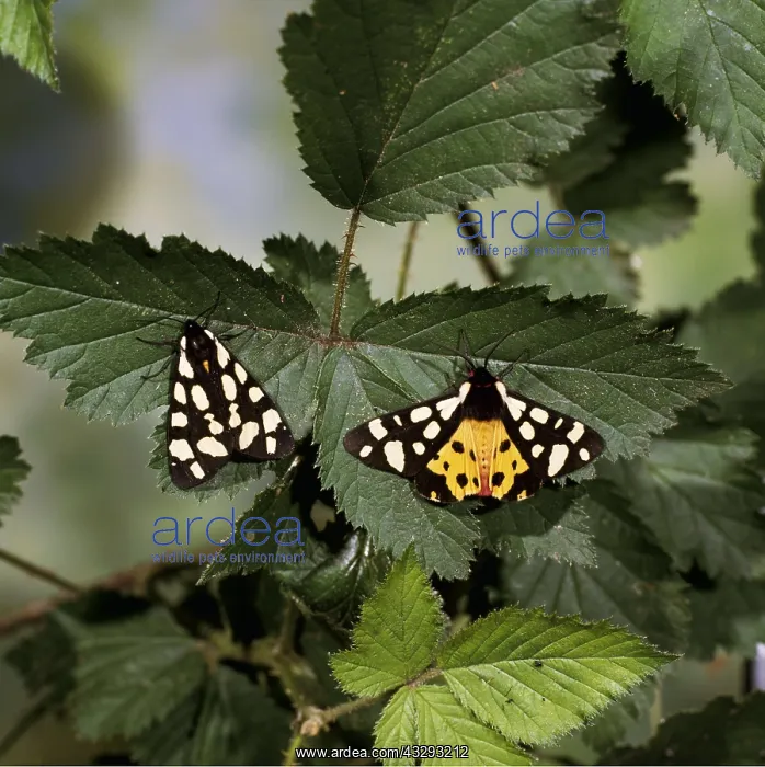 : Cream-Spot Tiger Moth - pair : Cream-Spot Tiger Moth - pair
