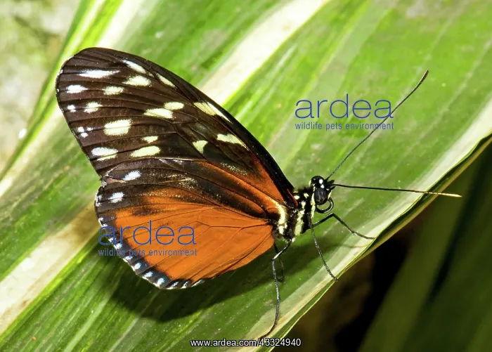 : Cream Spotted Butterfly : Cream Spotted Butterfly