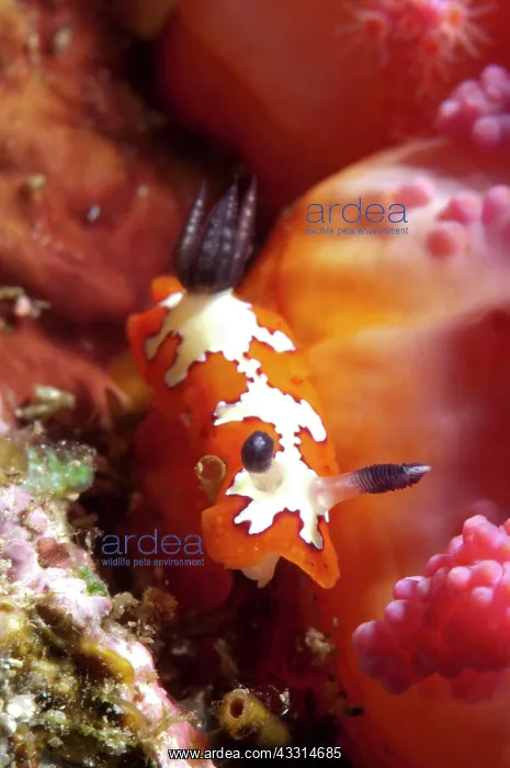 : Creamy Chromodoris Nudibranch : Creamy Chromodoris Nudibranch