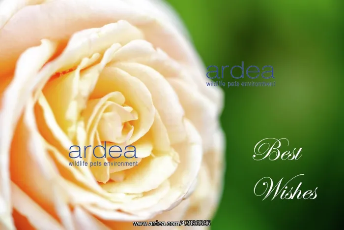 : creamy white rose macro photo close up of flower p : creamy white rose macro photo close up of flower p