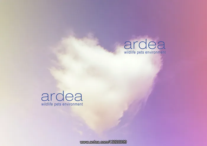: Heart-shaped Cloud - red / pink sunset Digital Manipulation: created cloud : Heart-shaped Cloud - red / pink sunset Digital Manipulation: created cloud