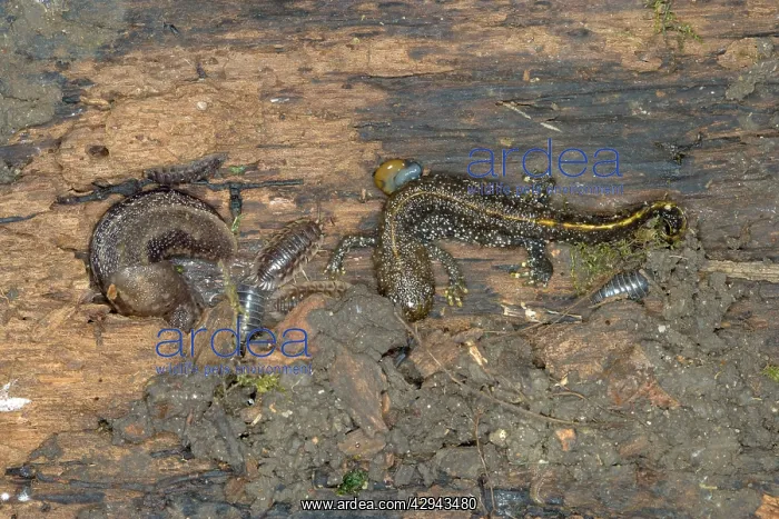 : Creatures under a log - Newt, Slug, Woodlouse : Creatures under a log - Newt, Slug, Woodlouse