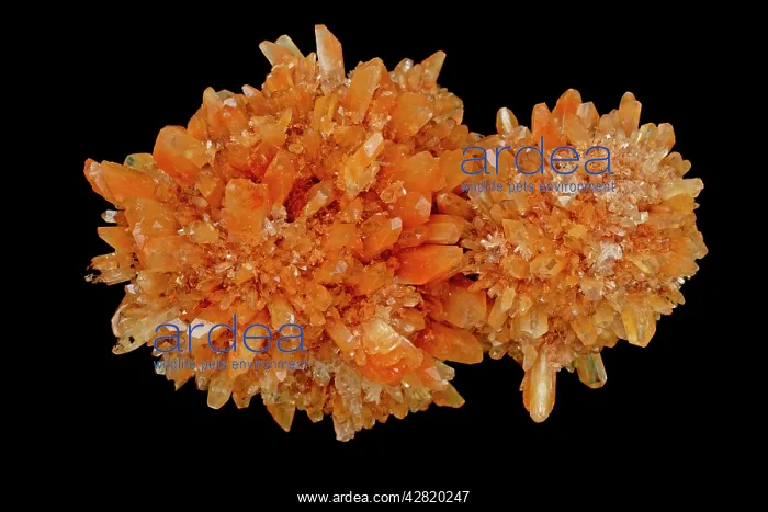 : Creedite - Mina Navidad : Creedite - Mina Navidad