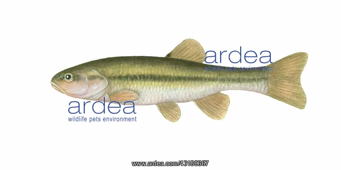 : Creek Chub : Creek Chub