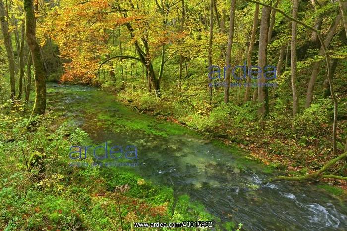 : Creek in deciduous forest Autumn : Creek in deciduous forest Autumn