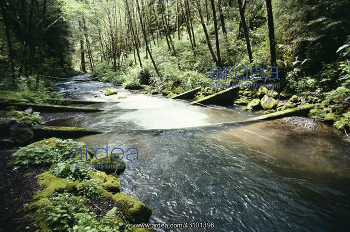 : Creek Drainage : Creek Drainage