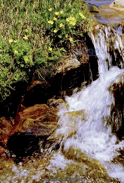 : Creek and flowers - Creek flowing strongly with snow melt : Creek and flowers - Creek flowing strongly with snow melt
