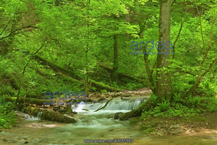  : Creek flowing through cascades in deciduous forest Summer
