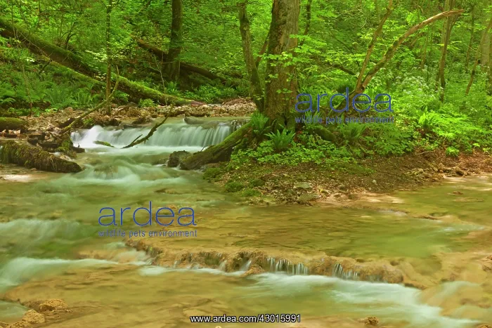 : Creek flowing through cascades in deciduous forest Summer : Creek flowing through cascades in deciduous forest Summer