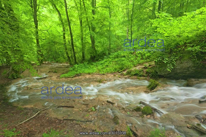  : Creek flowing through cascades in deciduous forest Summer