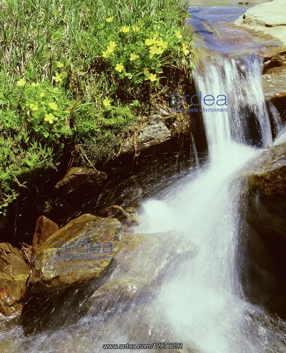 : Creek flowing strongly with snow melt : Creek flowing strongly with snow melt