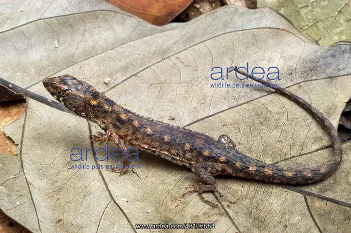: Creek lizard : Creek lizard