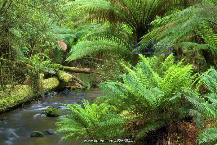 : A creek meanders through lush, cool temperate rainforest : A creek meanders through lush, cool temperate rainforest