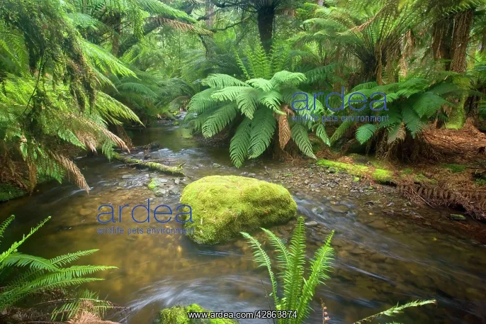 : A creek meanders through lush, cool temperate rainforest : A creek meanders through lush, cool temperate rainforest