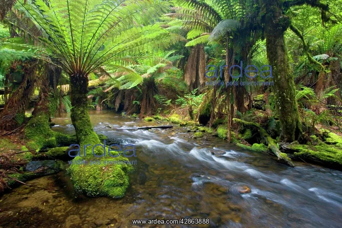  : A creek meanders through lush, cool temperate rainforest