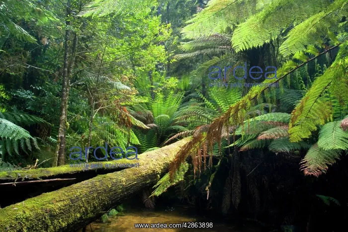 : A creek meanders through lush, cool temperate rainforest : A creek meanders through lush, cool temperate rainforest