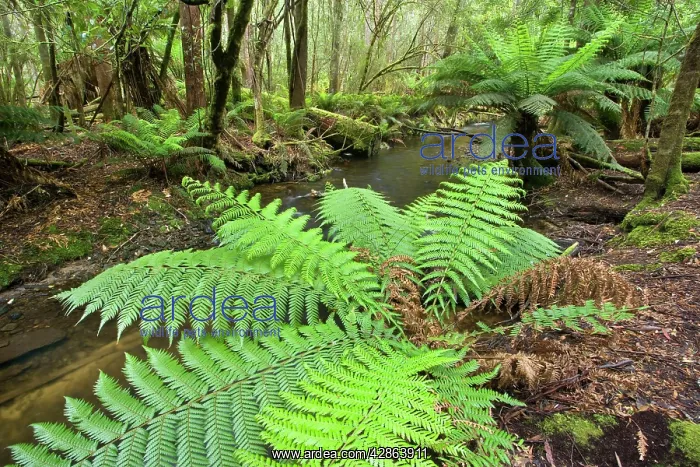 : a creek meanders through lush, cool temperate rainforest : a creek meanders through lush, cool temperate rainforest