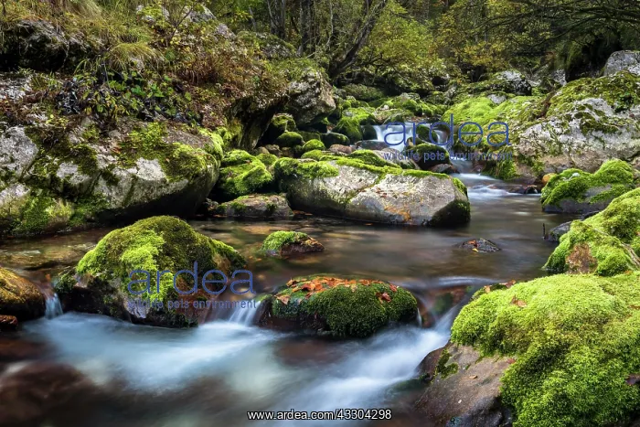  : Creek with mossy rocks, Lepenjica watercourse, Soca