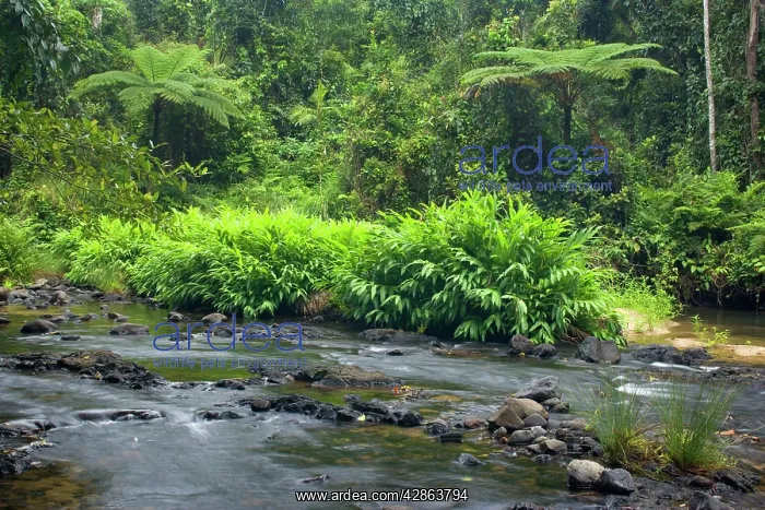 : Creek in rainforest - beautiful river in lush tropical : Creek in rainforest - beautiful river in lush tropical