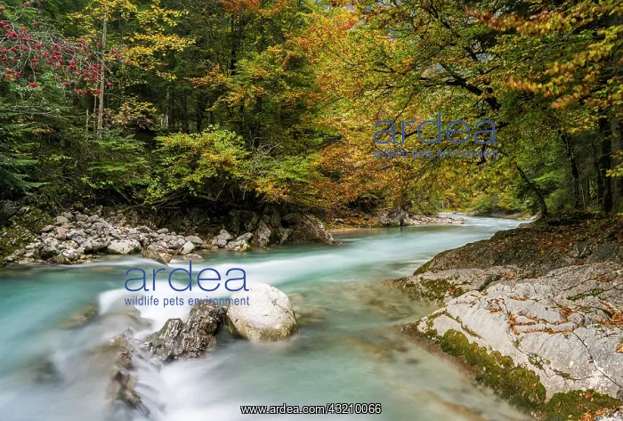 : The creek Rissbach flowing out of the Eng : The creek Rissbach flowing out of the Eng
