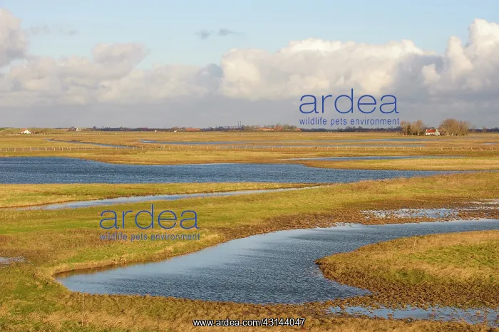 : Creeks created in agricultural fields in Zuidkust Schouwen n : Creeks created in agricultural fields in Zuidkust Schouwen n