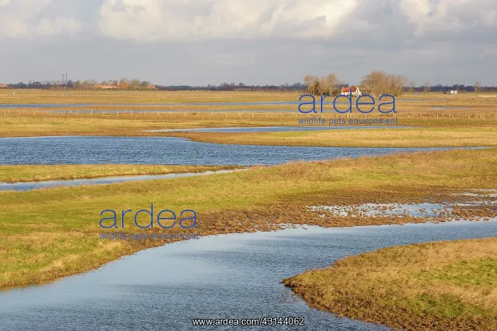 : Creeks created in agricultural fields in Zuidkust Schouwen n : Creeks created in agricultural fields in Zuidkust Schouwen n