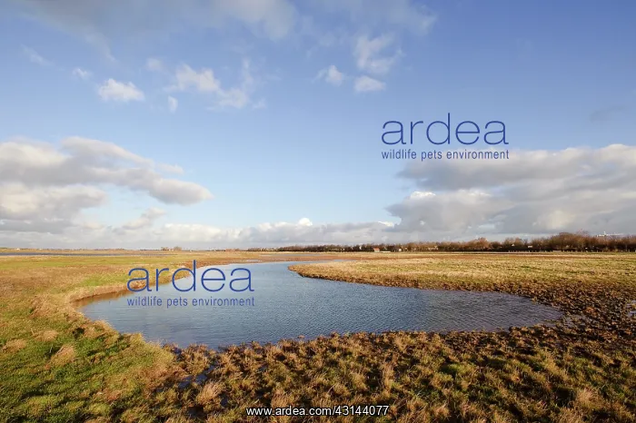 : Creeks created in agricultural fields in Zuidkust Schouwen n : Creeks created in agricultural fields in Zuidkust Schouwen n