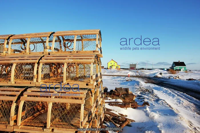 : Creels for catching lobster : Creels for catching lobster