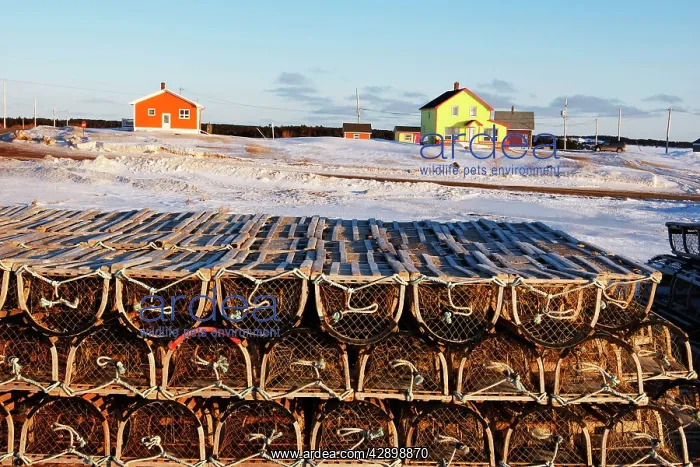 : Creels for catching lobster : Creels for catching lobster
