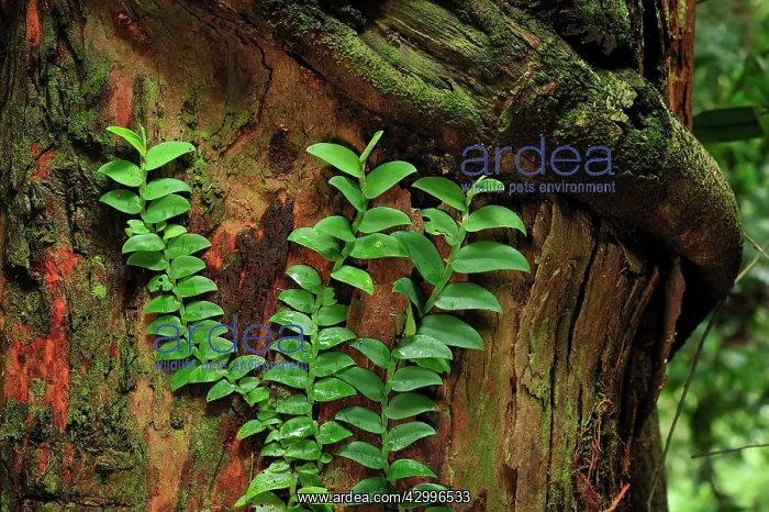 : creeper / climbing plant on Dipterocarp tree : creeper / climbing plant on Dipterocarp tree