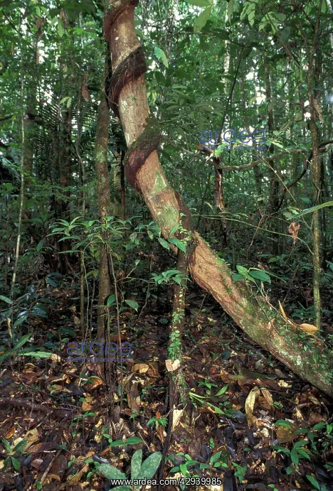  : Creeper - rolling up the trunk of a tree