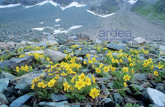: Creeping AVENS - Alpine flower : Creeping AVENS - Alpine flower