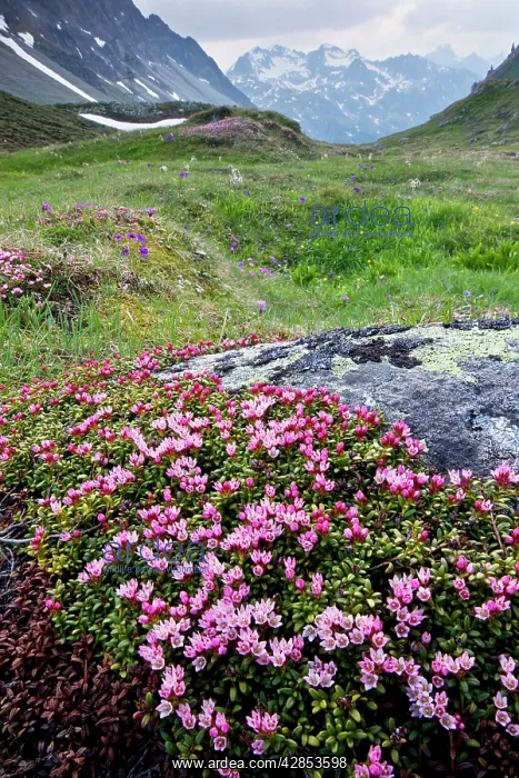  : Creeping Azalea  /  Trailing Azalea - in very flowery