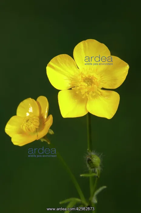 : Creeping Buttercup : Creeping Buttercup