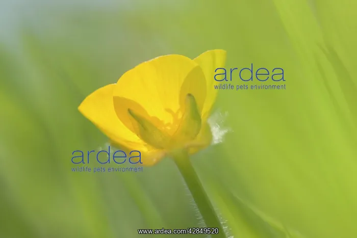 : Creeping Buttercup Flower : Creeping Buttercup Flower