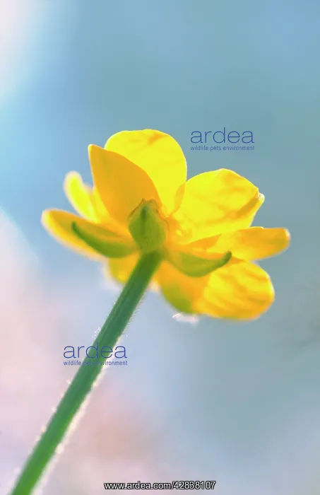 : Creeping Buttercup - flower against sky : Creeping Buttercup - flower against sky