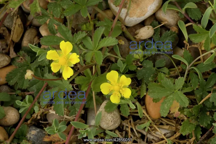 : Creeping cinquefoil : Creeping cinquefoil