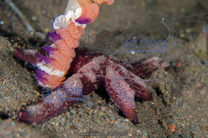 : Creeping Comb Jellies with feeding tentacles - on Luzon Sea : Creeping Comb Jellies with feeding tentacles - on Luzon Sea