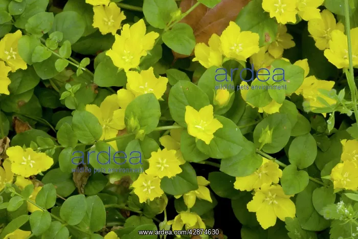 : Creeping jenny; widespread old woodland plant in UK : Creeping jenny; widespread old woodland plant in UK