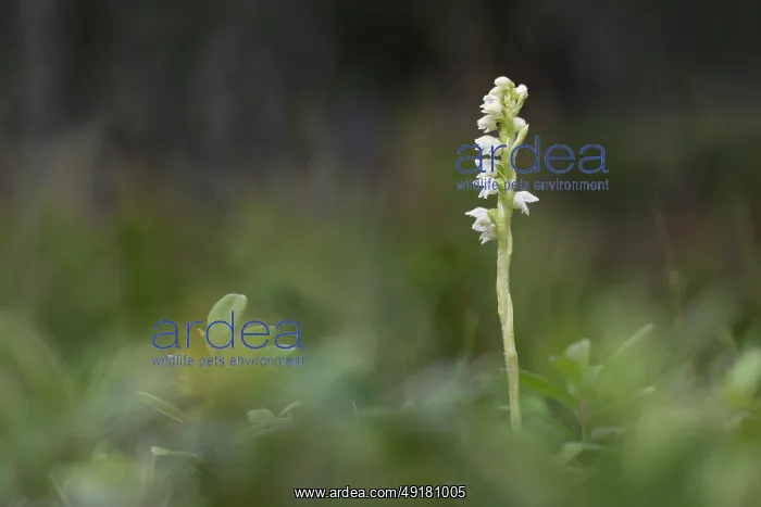  : Creeping Ladies Tresses - Flowering - Scotland - UK