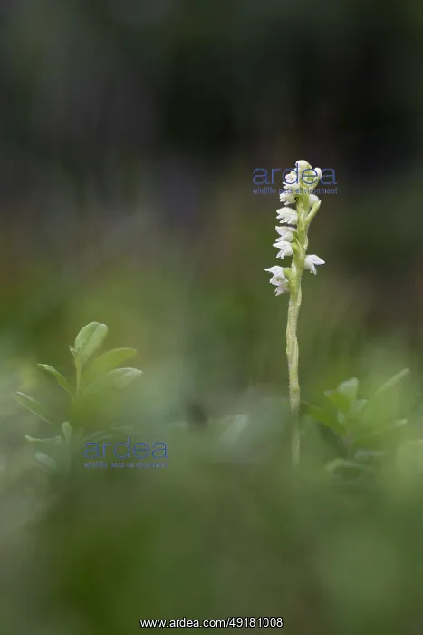  : Creeping Ladies Tresses - Flowering - Scotland - UK