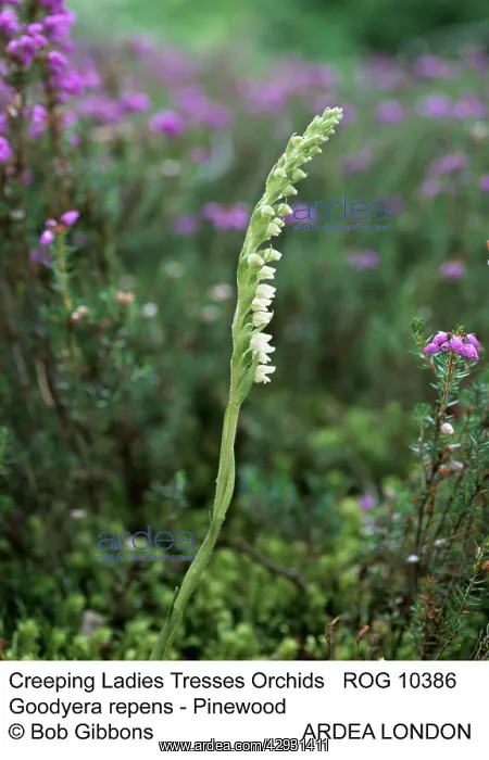 : Creeping LadyIs Tresses Orchids : Creeping LadyIs Tresses Orchids