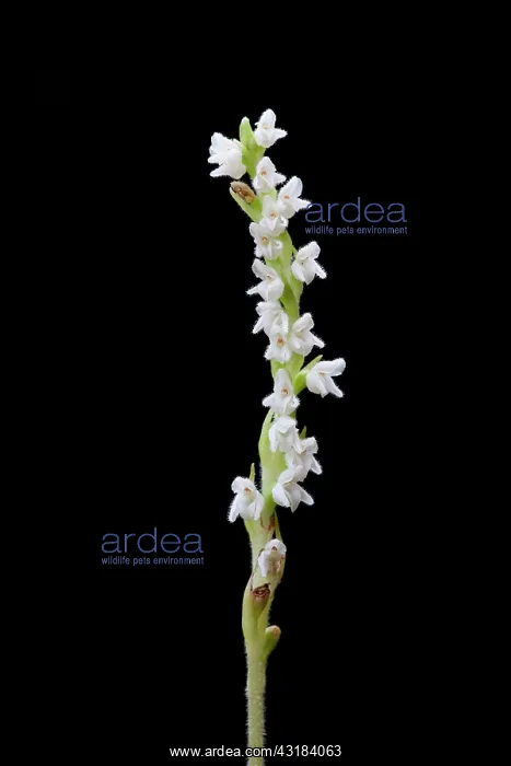 : Creeping Lady'us-tresses : Creeping Lady'us-tresses