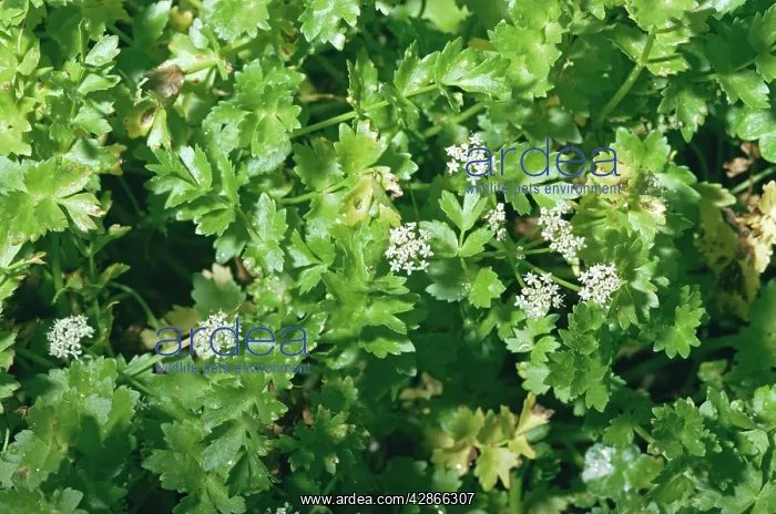  : CREEPING MARSHWORT