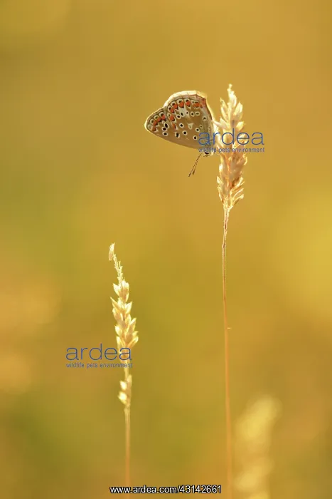 : Creeping Soft Grass : Creeping Soft Grass