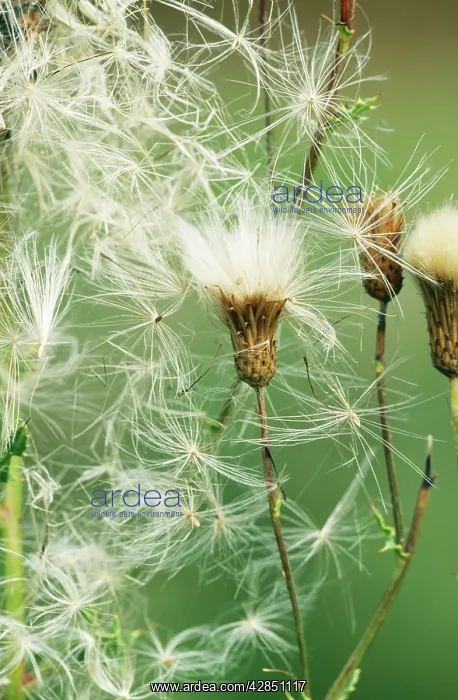 : Creeping THISTLE : Creeping THISTLE