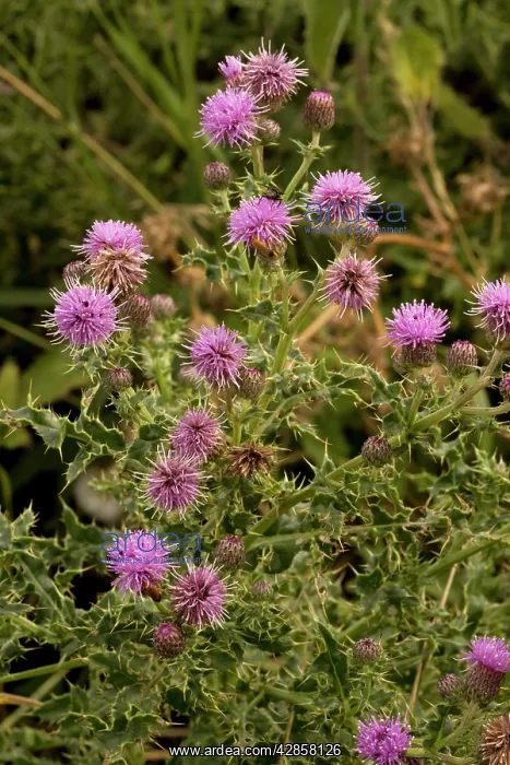 : Creeping thistle : Creeping thistle