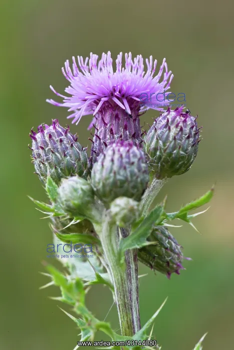 : Creeping Thistle : Creeping Thistle